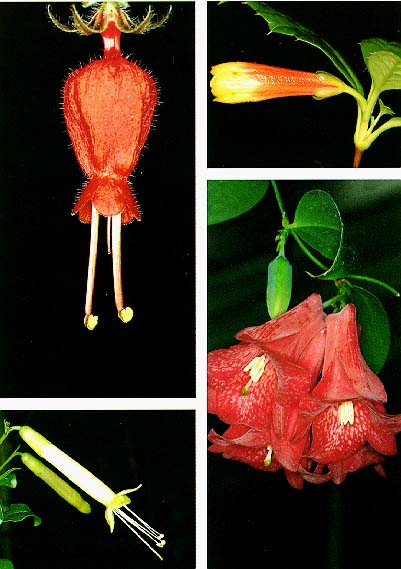 Lapageria