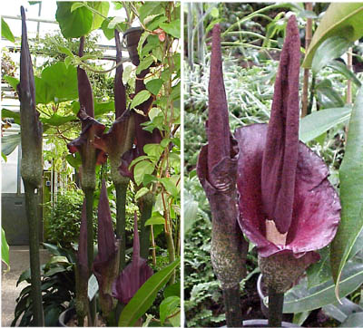 Amorphophallus