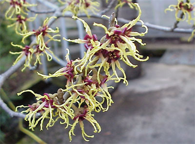 Hamamelis