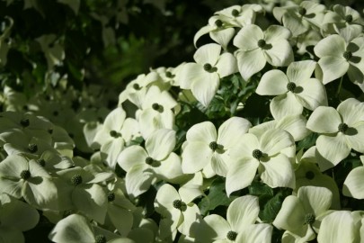 Cornus L.