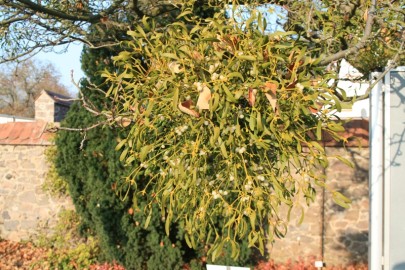 Mistel