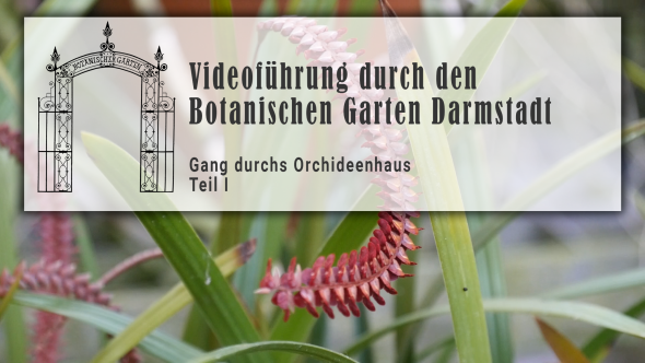 Virtuelle Führungen Botanischer Garten TU Darmstadt