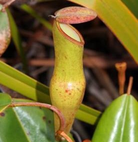 nepenthes perveilli