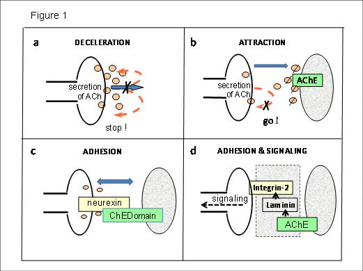 Possible schemes of developmental actions of ACh and
AChE in neurite growth